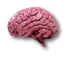 Brain